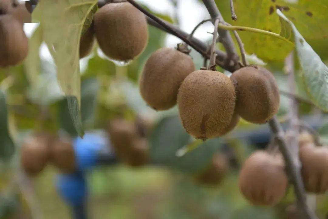 美国进口补硒药（美国进口硒片含有激素吗）-硒宝网