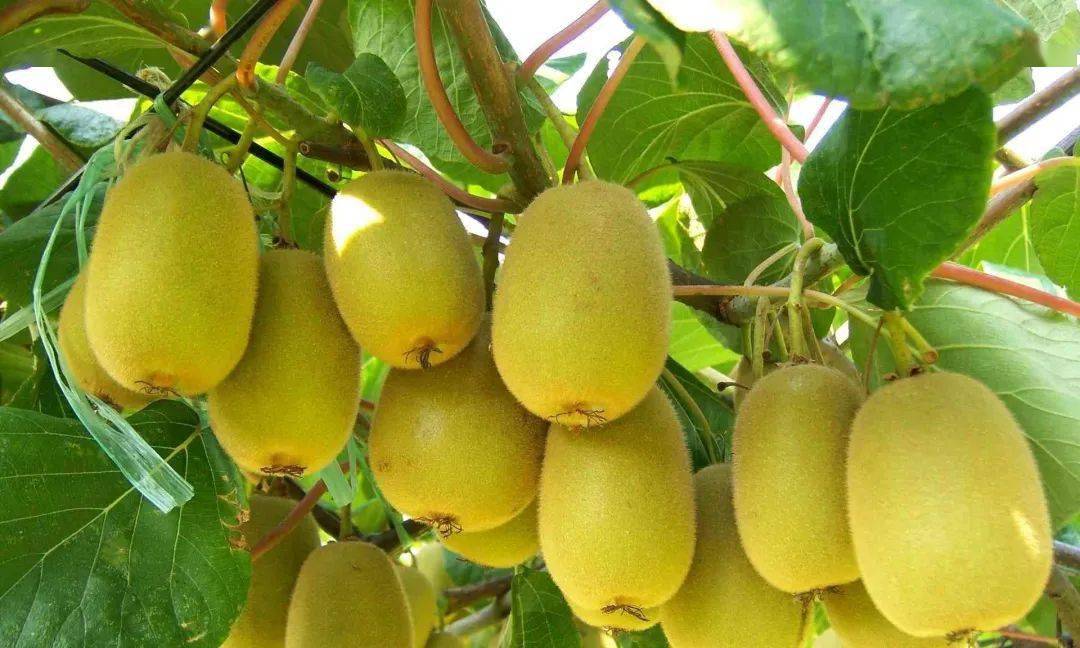 美国进口补硒药（美国进口硒片含有激素吗）-硒宝网