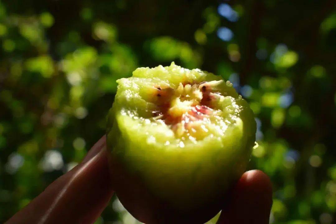 美国进口补硒药（美国进口硒片含有激素吗）-硒宝网