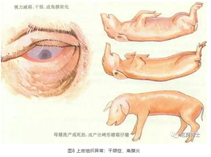 缺硒缺铁怎么补（缺铁缺硒会影响什么）-硒宝网