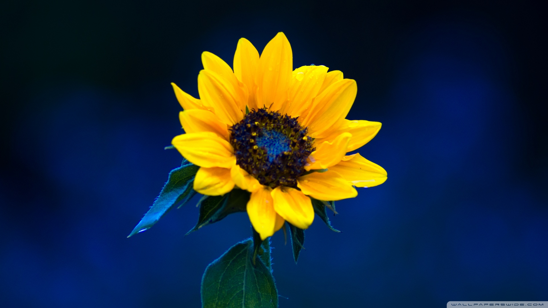 吃中药能补硒么(吃中药能吃硒酵母吗)-硒宝网