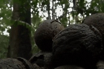 巴西果能补硒吗(巴西果仁含硒多少)-硒宝网