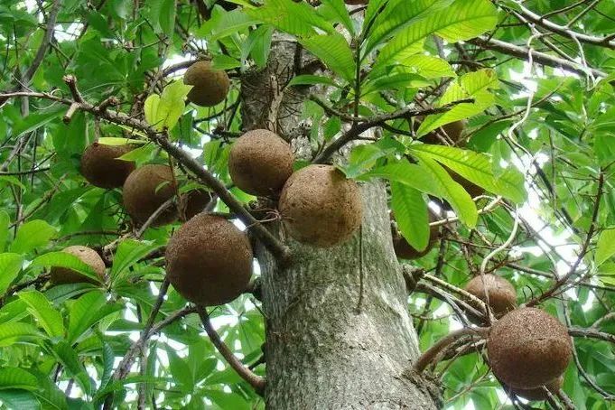 巴西果能补硒吗(巴西果仁含硒多少)-硒宝网