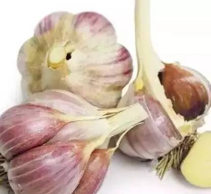 小白鼠补硒实验(小白鼠给药实验报告)-硒宝网