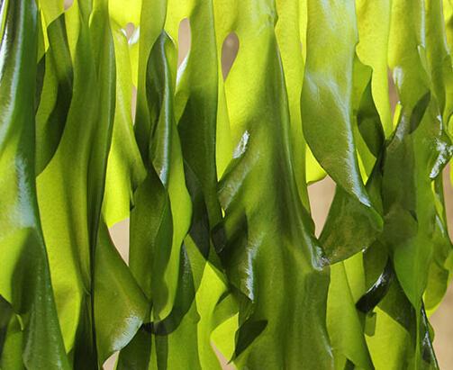 螺旋藻硒片补硒(硒螺旋藻吃了有什么好处)-硒宝网