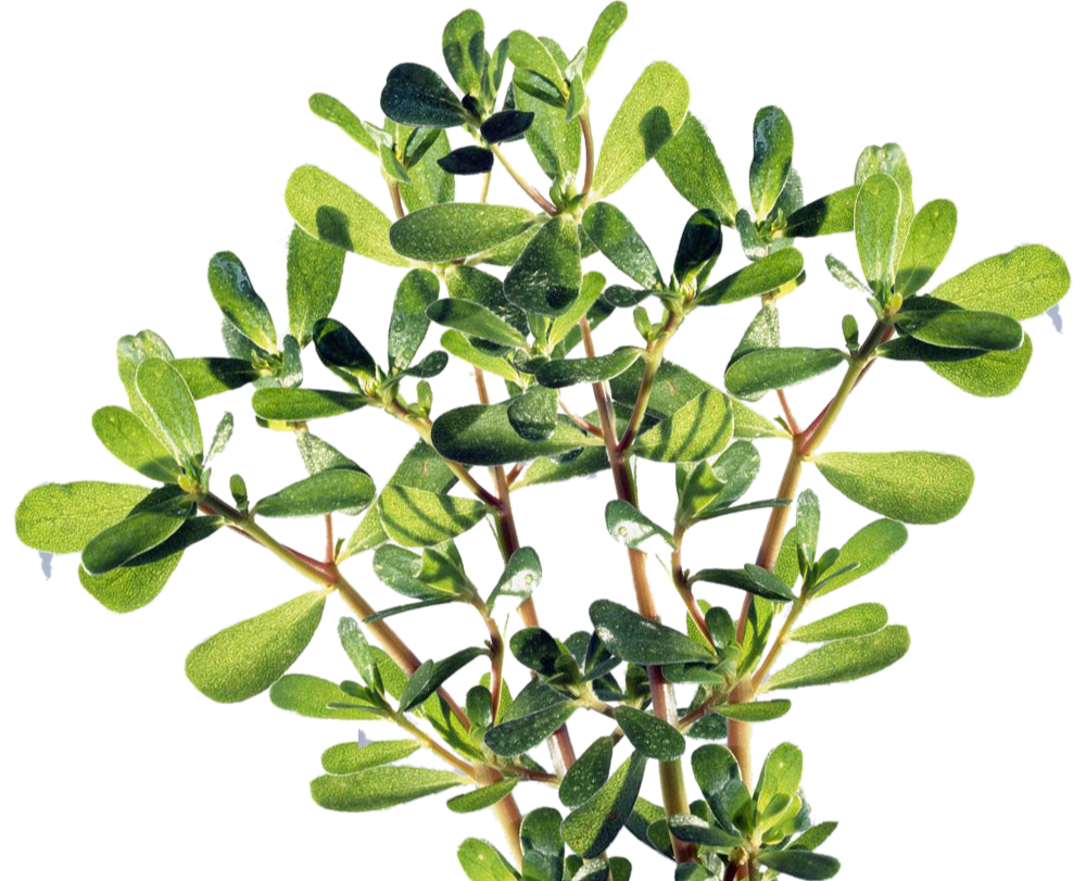 食疔补硒有哪些（补硒的危害）-硒宝网