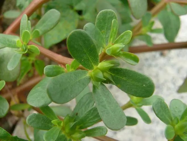 食疔补硒有哪些（补硒的危害）-硒宝网