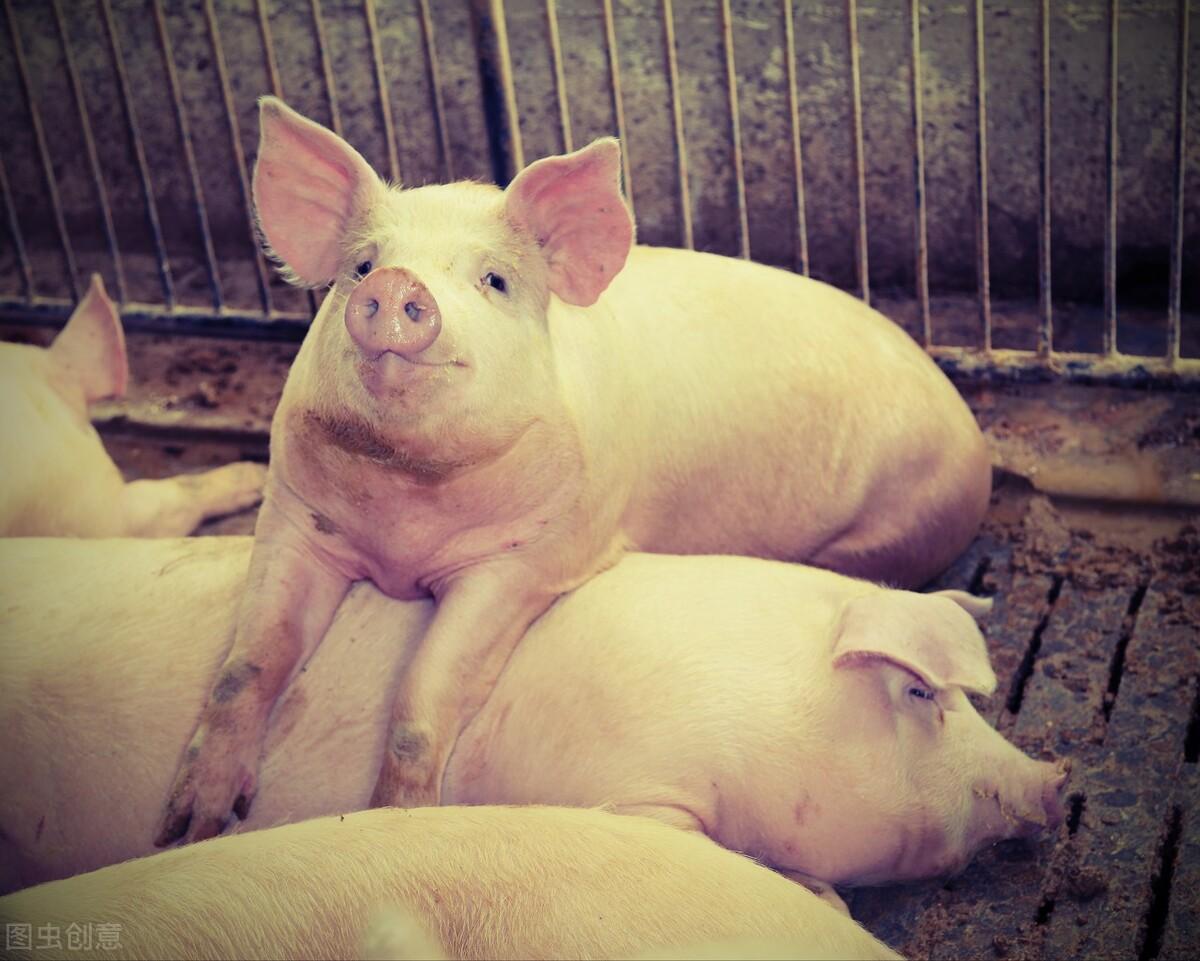 打狂犬能补硒吗(能补打狂犬硒针的药吗)-硒宝网