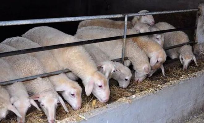 咋给小羊羔补硒（羔羊补硒用什么药）-硒宝网