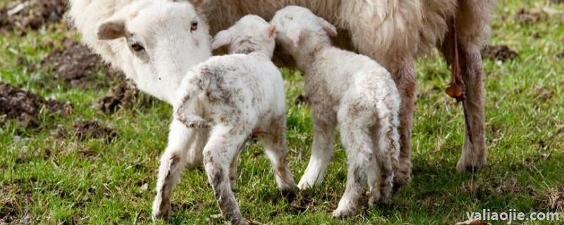 咋给小羊羔补硒（羔羊补硒用什么药）-硒宝网
