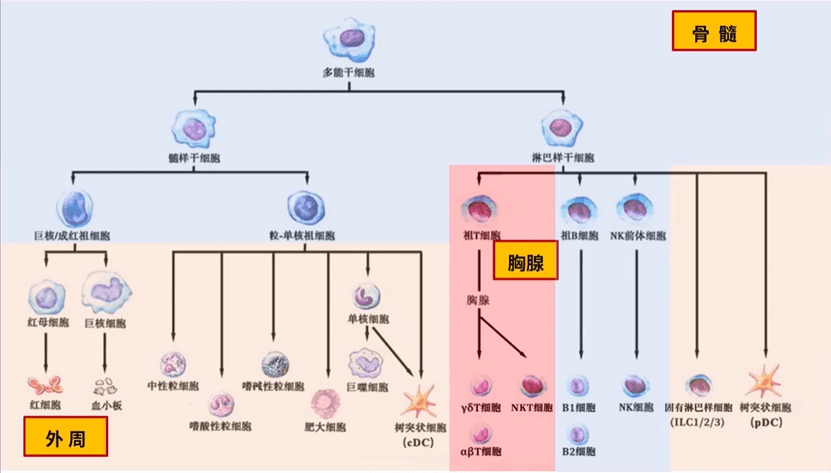 补硒口服液口号（口服口号液补硒效果）-硒宝网