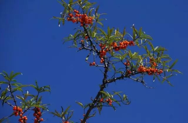 补硒会利尿么吗（补硒会引起尿酸高吗）-硒宝网