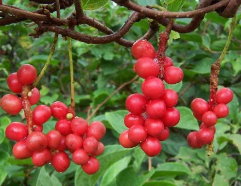 肝不好如何补硒（补硒对肝病患者有好处吗）-硒宝网