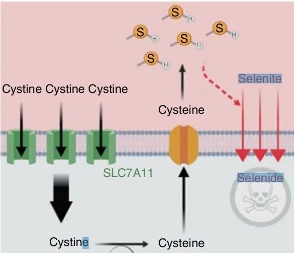 全民补硒健康歌(全民补硒是骗局吗)-硒宝网