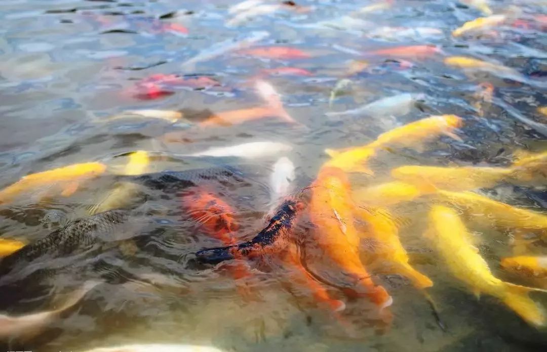 人补硒吃什么药(补硒的药物发胖吗)-硒宝网