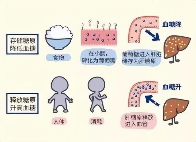 脂肪肝怎么补硒（硒脂肪肝）-硒宝网