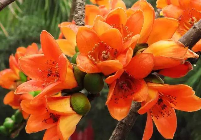 血瘀能吃补叶硒(补锌补硒能起到什么作用)-硒宝网