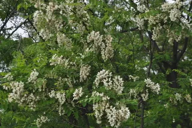 血瘀能吃补叶硒(补锌补硒能起到什么作用)-硒宝网