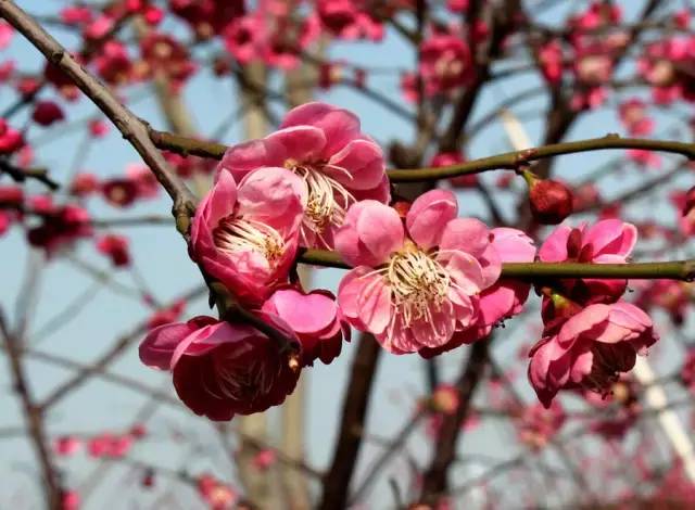 血瘀能吃补叶硒(补锌补硒能起到什么作用)-硒宝网