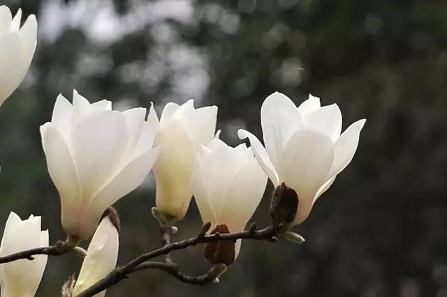 血瘀能吃补叶硒(补锌补硒能起到什么作用)-硒宝网