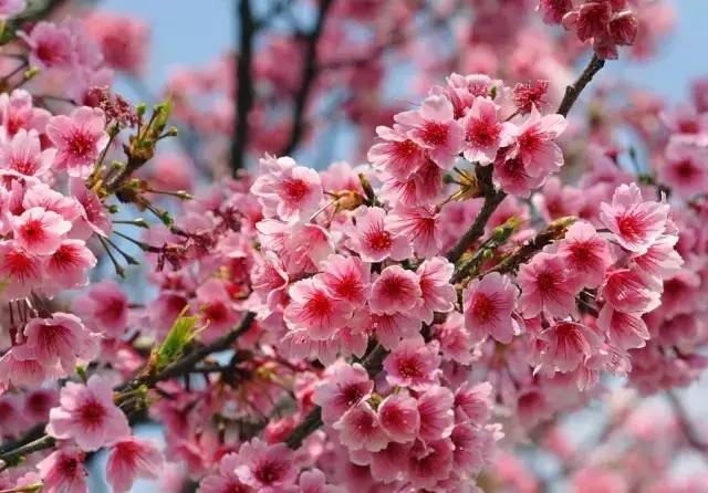 血瘀能吃补叶硒(补锌补硒能起到什么作用)-硒宝网