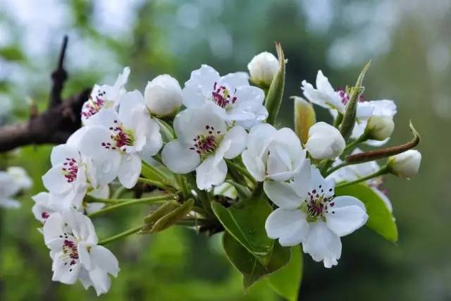 血瘀能吃补叶硒(补锌补硒能起到什么作用)-硒宝网