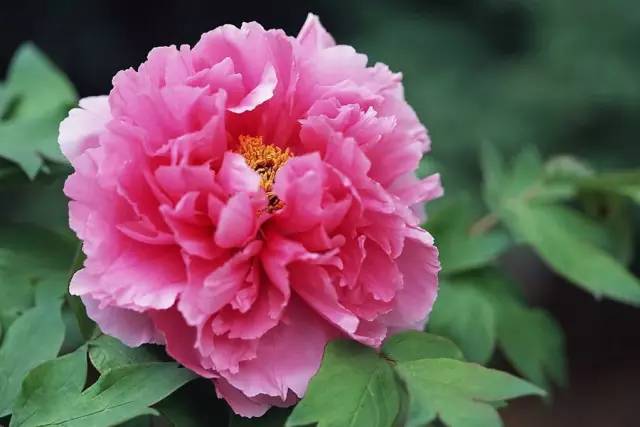 血瘀能吃补叶硒(补锌补硒能起到什么作用)-硒宝网