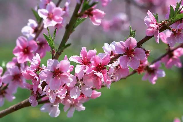 血瘀能吃补叶硒(补锌补硒能起到什么作用)-硒宝网