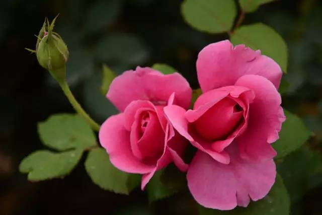 血瘀能吃补叶硒(补锌补硒能起到什么作用)-硒宝网