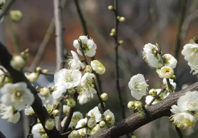 血瘀能吃补叶硒(补锌补硒能起到什么作用)-硒宝网