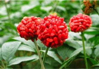 血瘀能吃补叶硒（硒能补血吗）-硒宝网