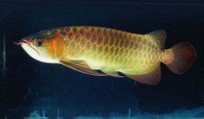 喝牛奶能补硒吗(牛奶能喝补硒的药吗)-硒宝网