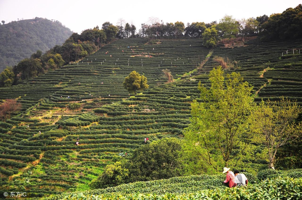 泡什么水喝补硒（补硒的水）-硒宝网
