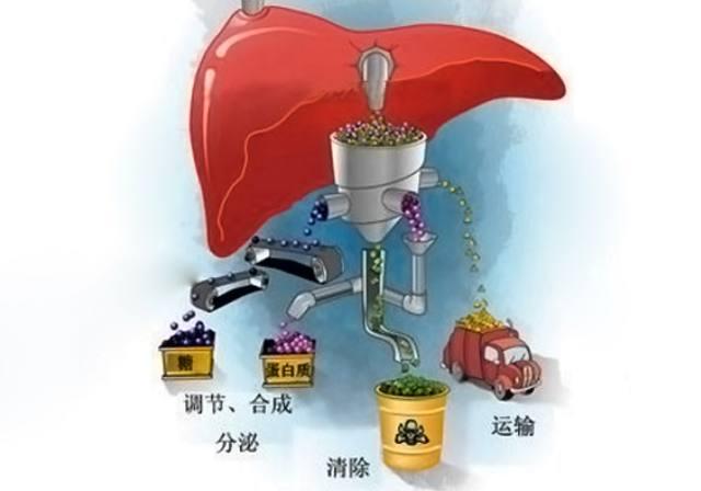 排肝毒怎么补硒(补硒肝脏)-硒宝网