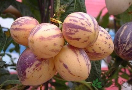 血糖高如何补硒(硒对血糖高的作用)-硒宝网