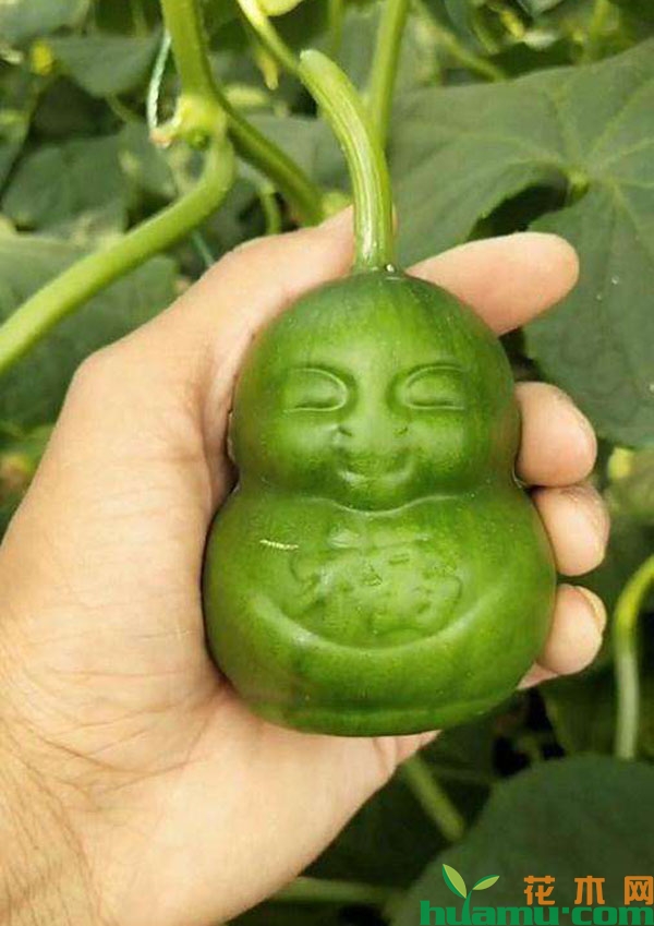 血糖高如何补硒(硒对血糖高的作用)-硒宝网