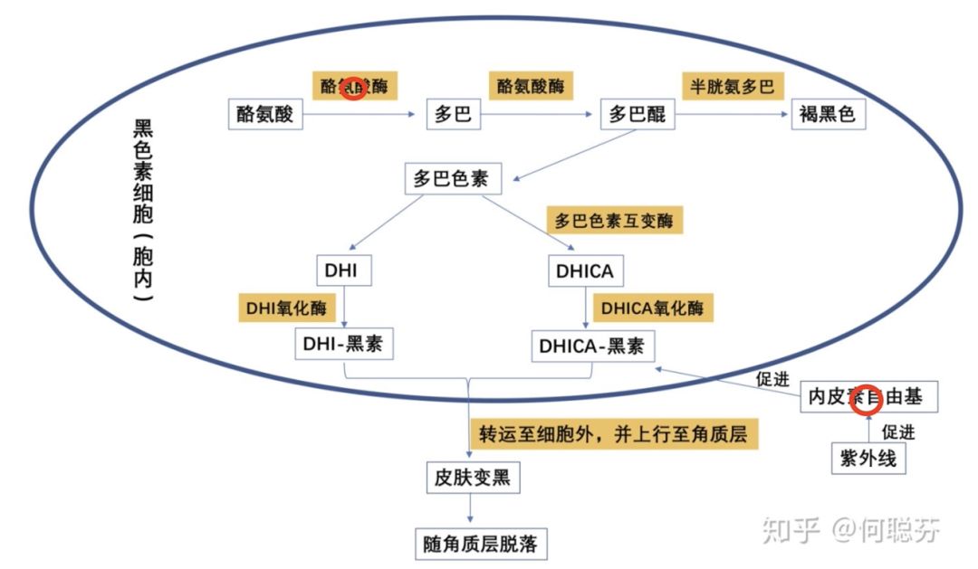 维生素补硒作用(维生素硒对人体的作用)-硒宝网