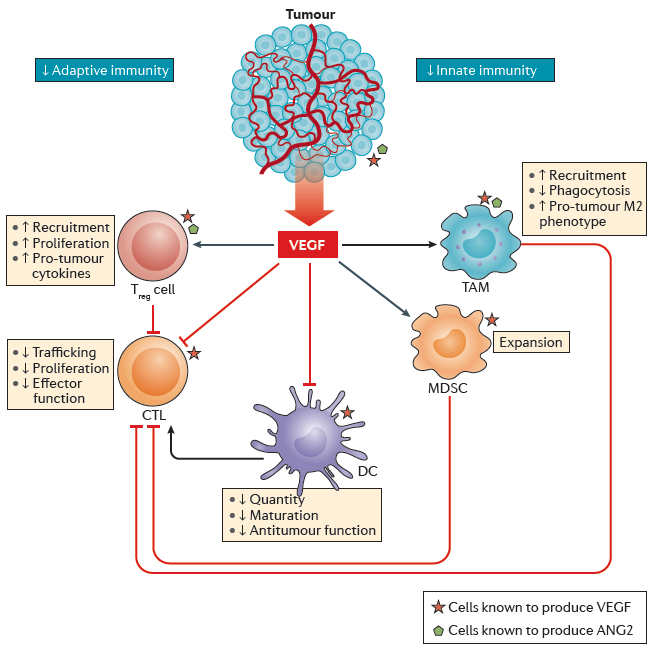 宫颈癌转移补硒（宫颈癌吃硒好吗）-硒宝网