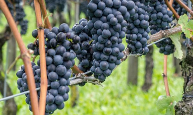 种的梨怎么补硒（富硒梨怎么吃）-硒宝网