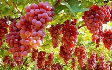 种的梨怎么补硒（富硒梨怎么吃）-硒宝网