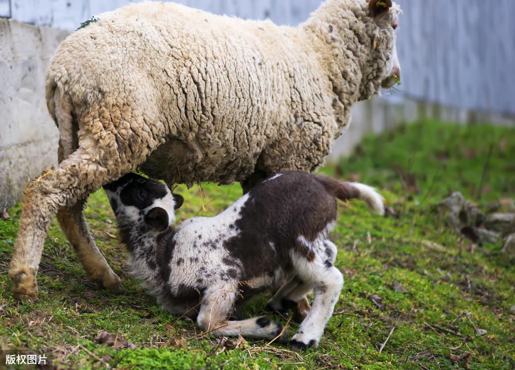 羊的硒吃什么补(给羊补硒)-硒宝网