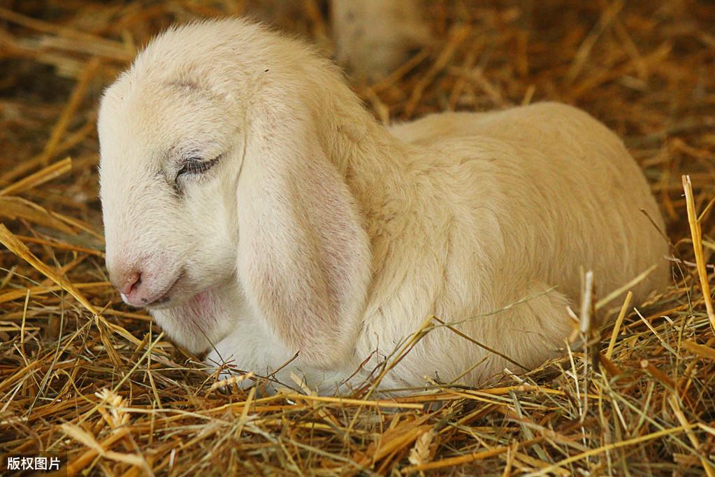 羊的硒吃什么补(给羊补硒)-硒宝网