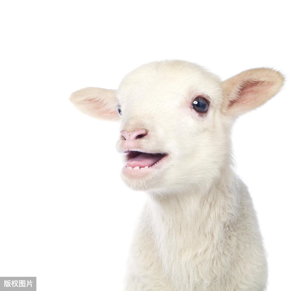 羊的硒吃什么补(给羊补硒)-硒宝网