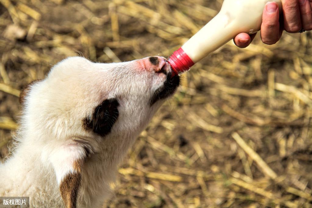 羊的硒吃什么补(给羊补硒)-硒宝网