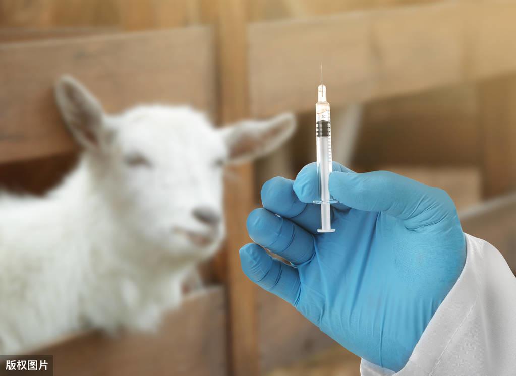 羊的硒吃什么补(给羊补硒)-硒宝网