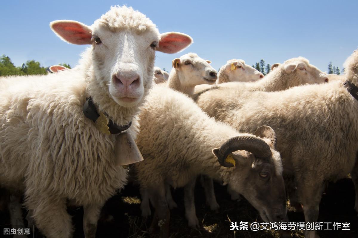 羊的硒吃什么补(给羊补硒用什么药)-硒宝网