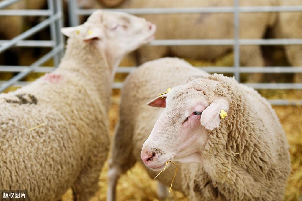 羊的硒吃什么补(羊补硒有什么好处)-硒宝网