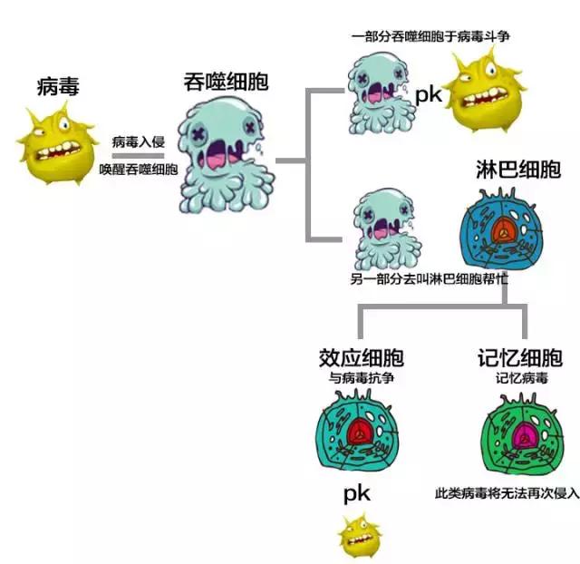 木瓜能不能补硒(木瓜能补啥)-硒宝网