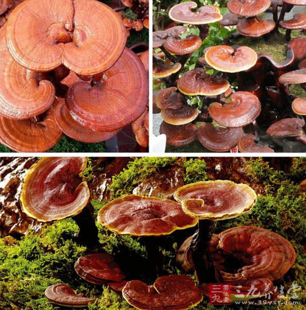 乳腺癌补硒好吗（乳腺癌补硒一天用量是多少）-硒宝网