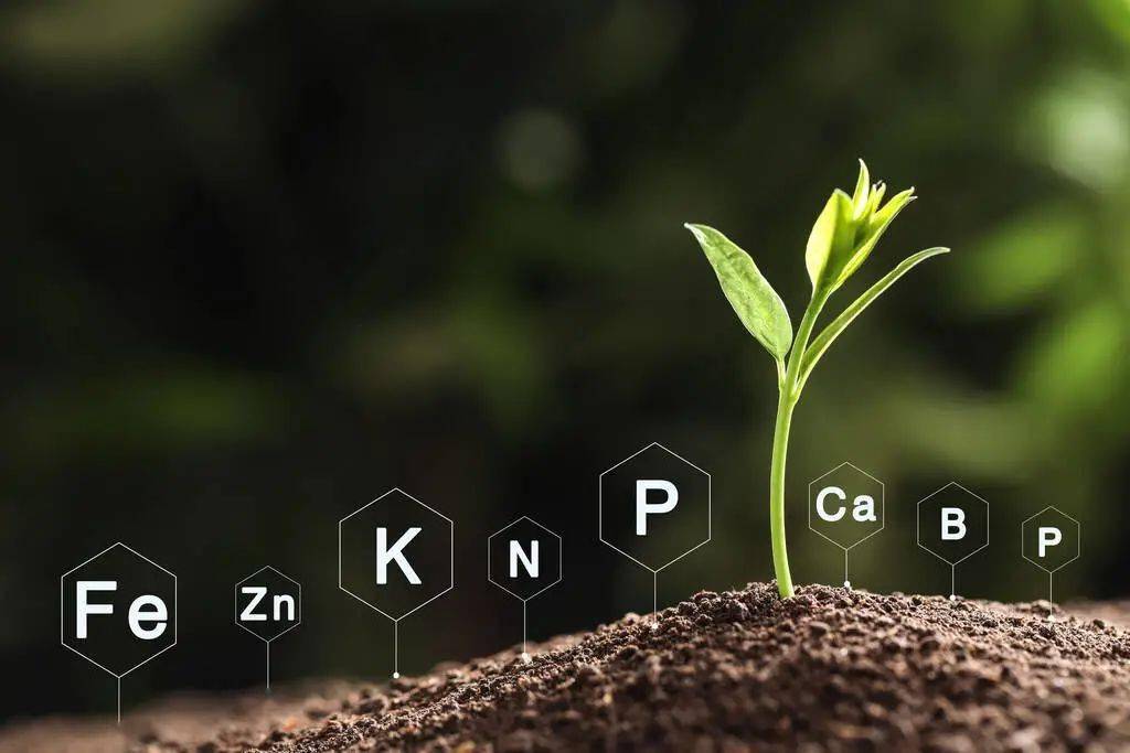 镁硒k是补什么(缺硒镁吃什么)-硒宝网